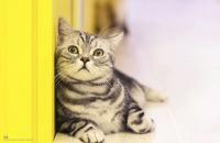 艺术家刘建国收藏:宠物画家刘诗洋简介:
刘诗洋,职业画家,现居住长沙【图1】