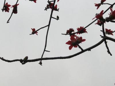 石广生日记-《木棉花》
木棉花又称攀枝花，英雄花。早习练于公园，见木棉花坠落满地，有所感慨【图2】