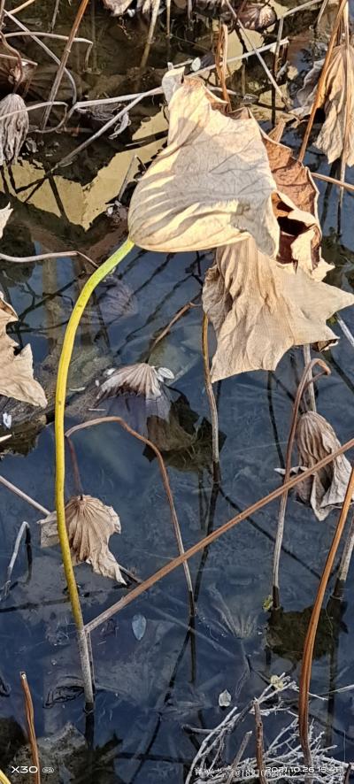 书画家韩星雨日记-荷塘
我打小就喜欢荷塘，尤其从学画开始至今，每年的夏天，总是去寻找有荷花的水塘【图4】