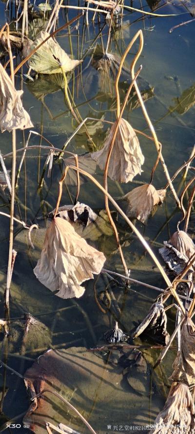 书画家韩星雨日记-荷塘
我打小就喜欢荷塘，尤其从学画开始至今，每年的夏天，总是去寻找有荷花的水塘【图5】